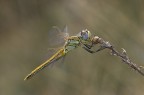 la mia prima Libellula la mia prima Libellula