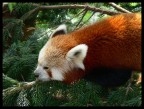 Panda Rosso Panda Rosso