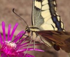 farfallina farfallina