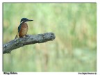 Alcedo II round