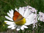 Butterfly Butterfly