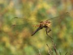 Una libellula Sympetrum, che in un giardino di erbe aromatiche veniva dissanguata dai feroci acari (le palline rosse) appese sotto le sue ali. 
Olympus e300 + 35mm macro olympus. 
Sugerimenti e critiche sempre ben accetti.