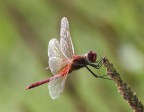 libellula rossa