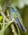 Costa Rica - Colibri 001 Costa Rica - Colibri 001