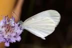 Leptidea sinapis Leptidea sinapis