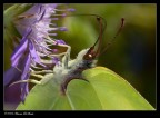 Gonepteryx rhamni Gonepteryx rhamni