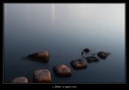 Dall'acqua Dall'acqua