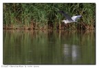Airone Riflesso Airone Riflesso