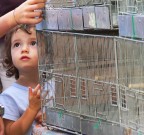 Alla fiera dei volatili