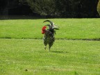 Gallo Gallo