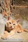 Tigro il mio Gatto Tigro il mio Gatto