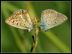 simmetrie naturali simmetrie naturali