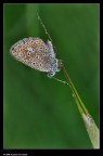 Butterfly and water Butterfly and water