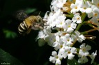 In volo In volo