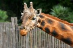 Giraffa Giraffa