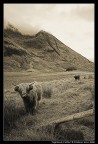 Highlands Cattles
