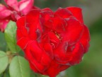 Una rosa incredibilmente ma naturalmente rossa!