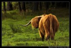 Highlands Cattles