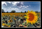 Girasole 1