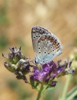 Farfallina Farfallina