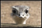Coo Coo ... Coo Coo ...