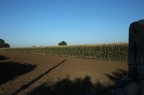 Grano Turco Grano Turco
