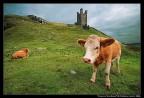 Cows of Scotland