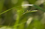 mantis capovolta