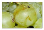 L'imboscata L'imboscata