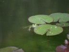 froggle froggle