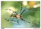 Spider Spider