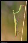 Mantis religiosa