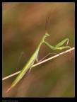 Mantis religiosa1