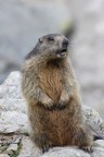 La marmotta