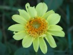 Dalia Dalia