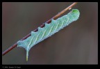 Smerinthus ocellata Smerinthus ocellata