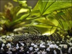 Locaride Ancistrus sp (basta con i soliti insetti!!) Locaride Ancistrus sp (basta con i soliti insetti!!)