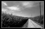 Campagna vista in B/N Campagna vista in B/N