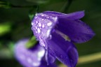 Campanula Campanula