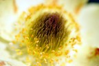 macro di un'anemone macro di un'anemone