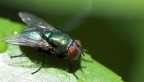 La mosca ! La mosca !