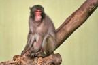 Macaco del Giappone Macaco del Giappone