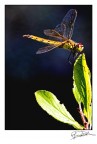 libellula