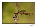 libellula verde libellula verde