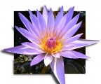 lake flower lake flower