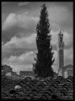 tetti di Siena tetti di Siena