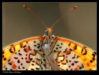 Ritratto in controluce -Melitaea phoebe-