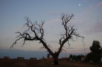 Natura morta Luna Natura morta Luna