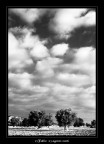 Alberi Alberi