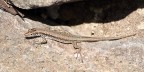 mi scaldo al sole mi scaldo al sole